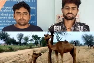 ऊंटों की तस्करी के आरोप तस्कर गिरफ्तार, Smuggler arrested for smuggling camels