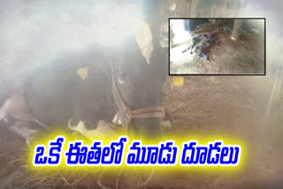 A cow that gave birth to three calves in a single litter in vizianagaram district