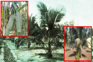 In Nellore district, white mosquitoes have infected coconut and banana crops