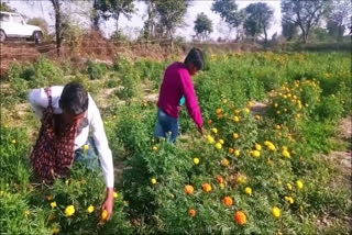 flower-farming-to-encourage-in-palwal