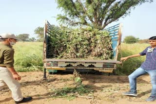 Poppy plants seized in Nagaur,  Nagaur police action