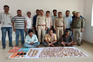 accused arrested in pangolin smuggling case