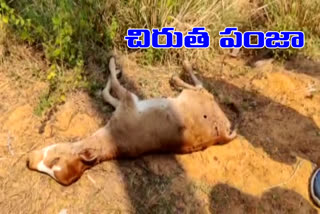 chirutha attack on lega dhuda an dead body found by forest officers  in mulugu district