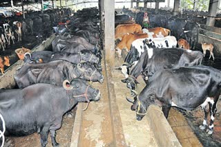dairy industry of india
