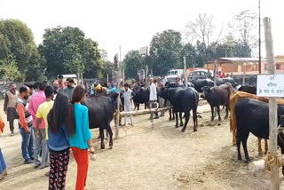 animal fair ramnagar nainital