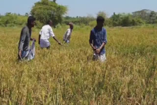 சீர்காழி அருகே அறுவடைக்கு தயாரான ஆயிரம் ஏக்கர் நெற்பயிர்களை கடித்து நாசம் செய்து வரும் வெட்டுக்கிளிகளை அழிக்கக் கோரி விவசாயிகள் கோரிக்கை விடுத்துள்ளனர்.