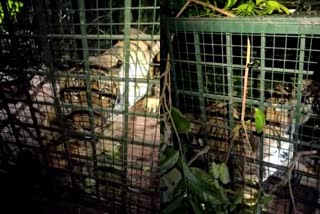 വയനാട്ടില്‍ കടുവയെ പിടികൂടി  കടുവയെ പിടികൂടി  മക്കി കൊല്ലി  tiger caught at wayanadu  wayanadu  tiger caught