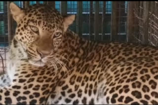 The Forest department successfully caught leopard in Mysore