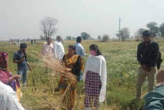 bharatpur news, hailstorm affected areas