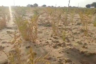 जैसलमेर की ताजा हिंदी खबरें, Farmers' crops were ruined