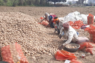 Talk to the farmer who cultivates potato