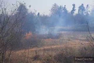 Forest department could not extinguish forest fire in Damoh