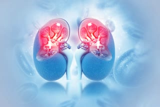 Neeri KFT for the treatment of kidney