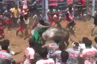 jallikattu