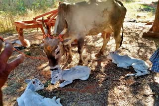 ನಾಟಿ ಹಸು