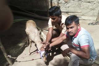 State animal Chinkara rescued by wildlife lovers in Ahor, State animal Chinkara, आहोर की ताजा खबरें