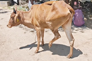 மர்ம நோய் காரணமாக கால்நடைகள் உயிரிழப்பு