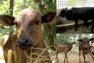 Kasargod dwarf cows  Neryamangalam farm  നേര്യമംഗലം ഫാം  കുള്ളന്‍ പശുക്കൾ  കാസർകോട്‌  Kasargod