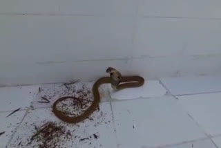 Protection of the snake in the swimming pool of the University of Mysore