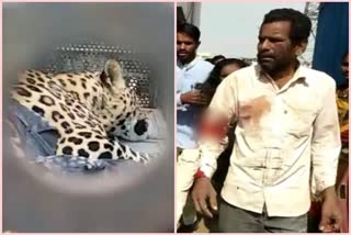 Rescue team caught leopard