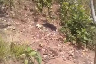 Balrampur bear dead
