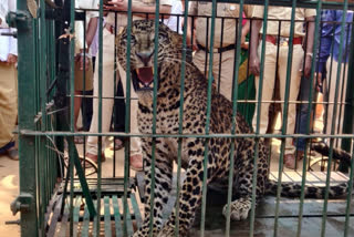 leopard was pulled out of the well safely