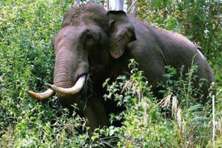 wild elephant attack  കാട്ടാന ആക്രമണം  യുവാവിന് ഗുരുതര പരുക്ക്  ശിരുവാണി  injured in wild elephant attack  വണ്ണാന്തറമേട് സ്വദേശി ശെൽവരാജ്