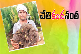 అబ్బో.. ఈ కంద ఎంత పెద్దదో