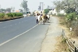 Complaint of cattle smuggling continuously coming from Mahasamund