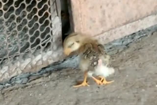 four legged chicken puppies born in morewadi village in patan