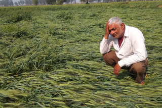 crop destroyed due to rain on tuesday in jhajjar