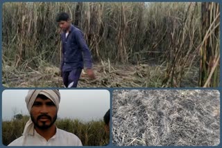 Fire in the reed crop of farmer due to high tension wire