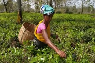 বিজেপি চৰকাৰে পতাৰণা কৰিলে চাহ শ্ৰমিকক