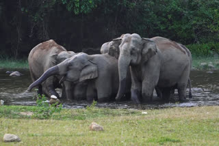 idukki aanakkulam wild elephant related news  ഇടുക്കി ആനക്കുളം വാര്‍ത്തകള്‍  ആനക്കുളി ഇടുക്കി  ഇടുക്കി വാര്‍ത്തകള്‍  idukki aanakkulam news  idukki aanakkulam  wild elephant related news