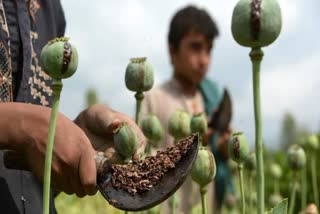 opium-crop-in-neemuch-is-spoiled