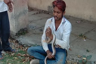 drunken young man was bitten by a snake in nifad