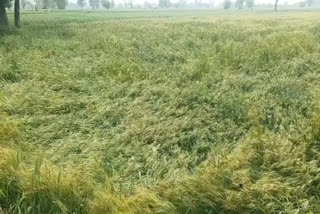 Wheat crop destroyed due to sudden rain