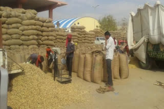 Latest news of jalore,  Purchase of chana mustard at support price,  Support Price Purchase Center in Jalore