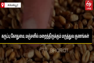 Black wheat, Black Turmeric, கருப்பு நிற கோதுமை, கருப்பு நிற மஞ்சள்