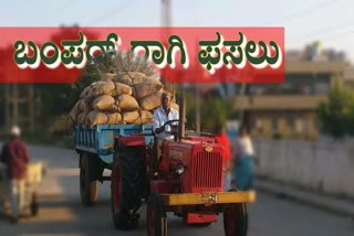 Good millet harvest with good rain