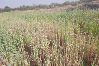 illegal poppy cultivation in Bikaner, poppy cultivation Case in Bikaner