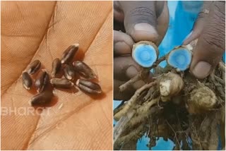 Odisha black wheat farming