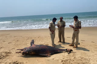 Indo Pacific Hump Back Dolphin  deadbody found in kumata