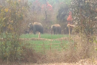 wild elephants terror in jamtara