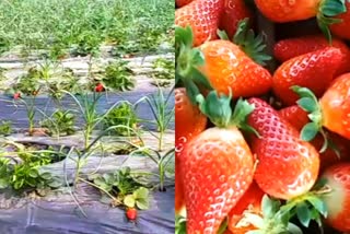 strawberry  Ludhiana  Ludhiana strawberry  Punjab  നാംധാരി ഹര്‍ദേവ് സിംഗ്  ഹര്‍ദേവ് സിംഗ്  സ്‌ട്രോബറി  ലുധിയാന  സ്‌ട്രോബറി ലുധിയാന  ജൈവകൃഷി  പഞ്ചാബ്  Organic farming  Namdhari Hardev Singh  Hardev Singh