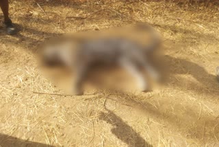 Panther dead body found in Rajsamand,  Rajsamand latest news