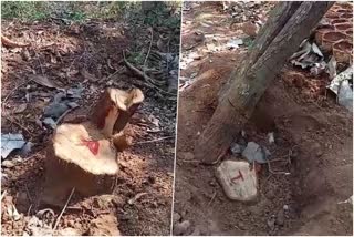 sandalwood-tree-cut-down-by-smugglers-in-davanagere