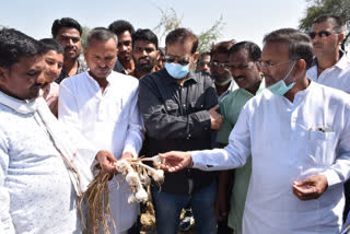 review of crops spoiled by hail storm, ओलावृष्टि से खराब हुई फसलों का जायजा