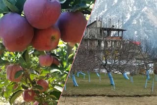 apple of Kinnaur, किन्नौर सेब न्यूज