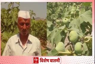 successful-experiment-of-a-farmer-in-a-four-acre-field-of-flowering-fig-orchard